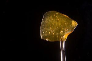 Cannabis oil concentrate aka shatter held on a dabbing tool over